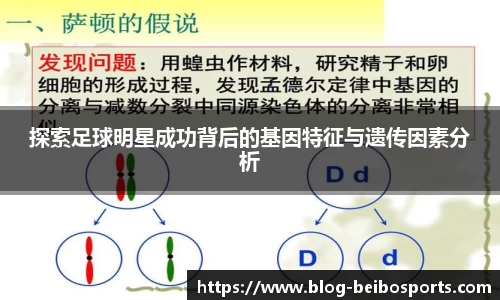 探索足球明星成功背后的基因特征与遗传因素分析